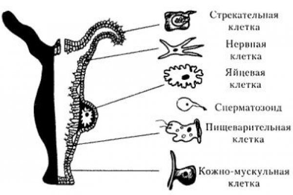 Ссылка на кракен через тор
