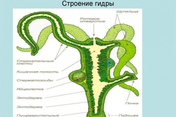 Kraken onion ссылка