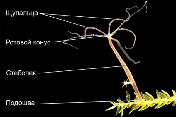 Кракен сайт это